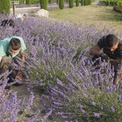 espaces-verts-coquillade-23